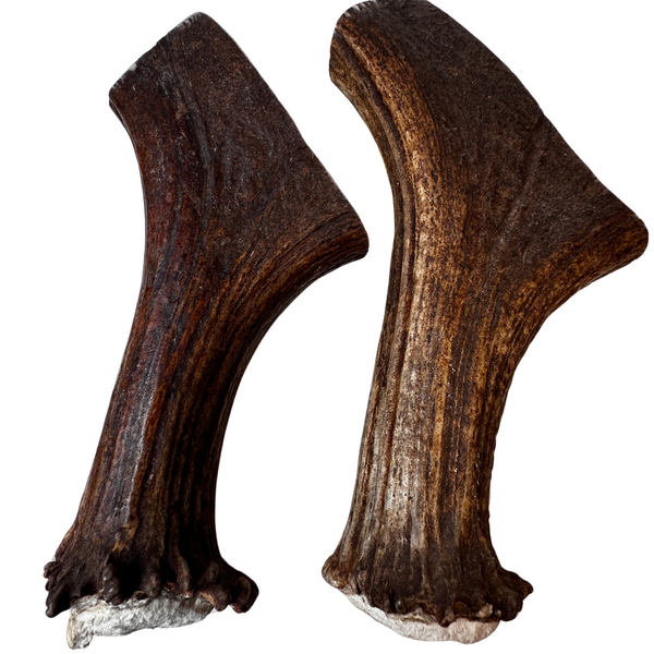 XL Moose Bases (Strong Chewers/2 Pack)