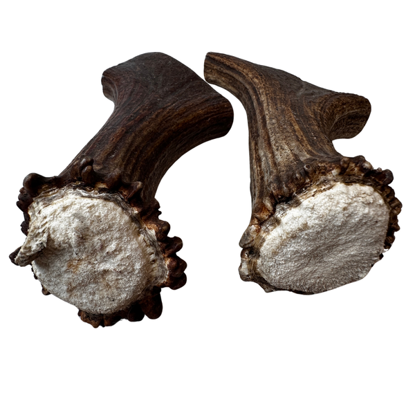 XL Moose Bases (Strong Chewers/2 Pack)