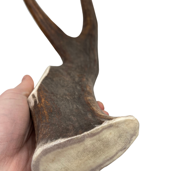 17.5" XXL Moose Fork (Strong Chewers)