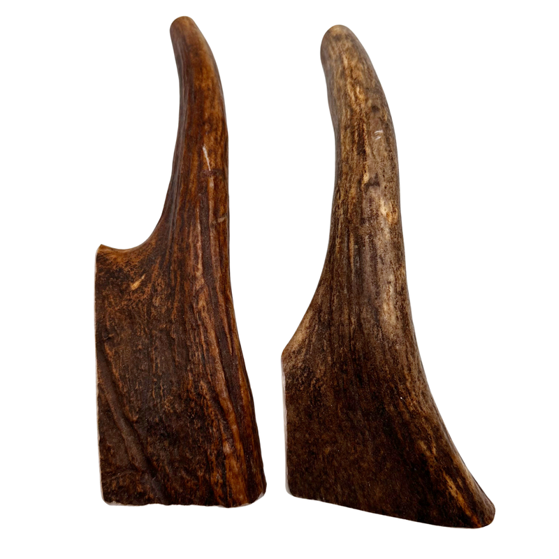 10" Moose Tines (Medium-high Density/2 Pack)