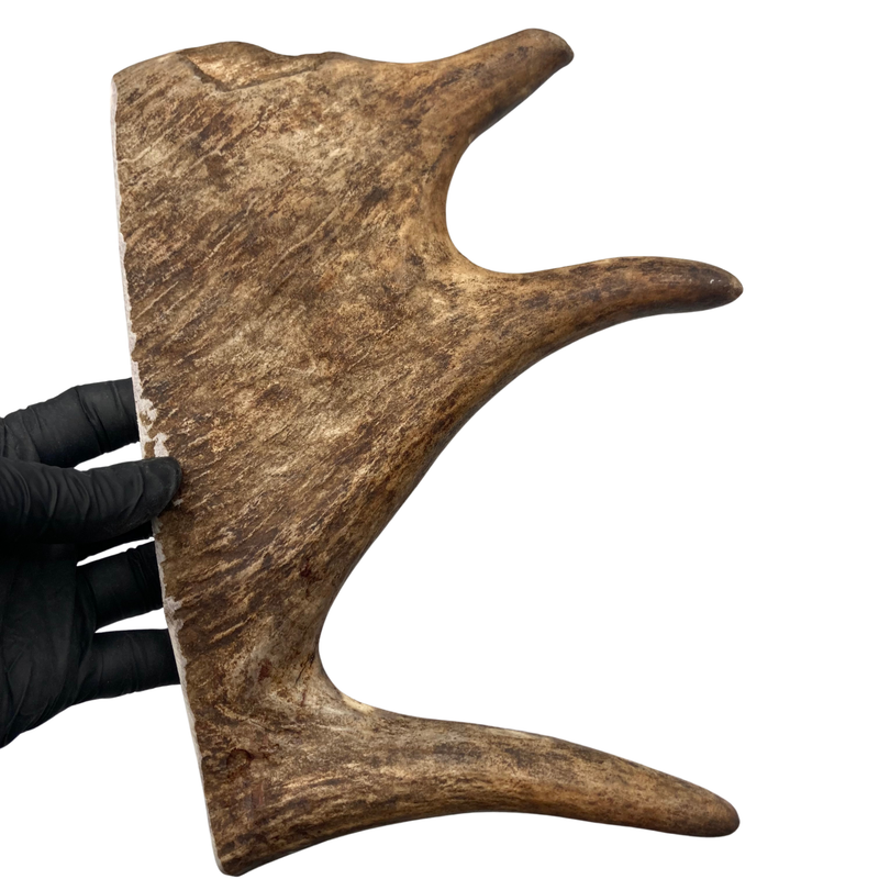 Large Moose Paddle(Medium Density)