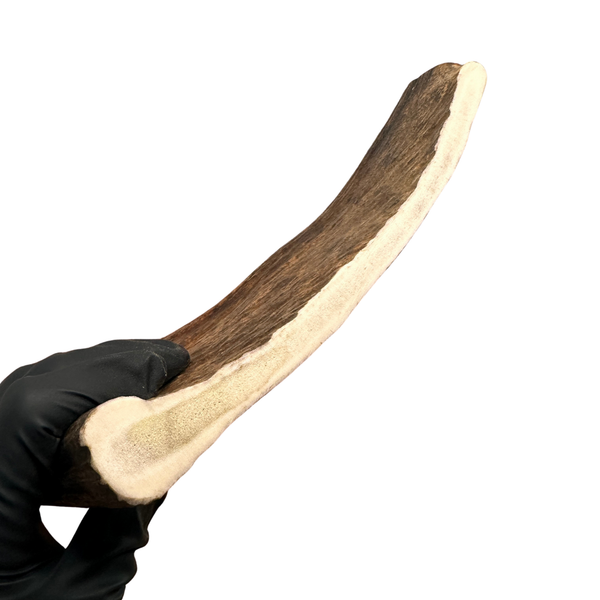 XL Moose Paddle (Medium-high density)