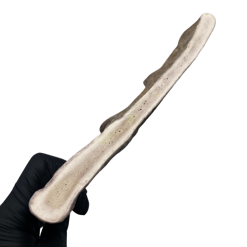 Large Moose Paddle(Medium Density)