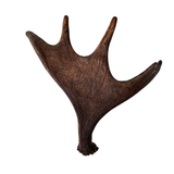 Large Whole Moose Antler