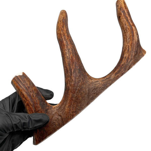 Large Moose Claw (Strong Chewers)