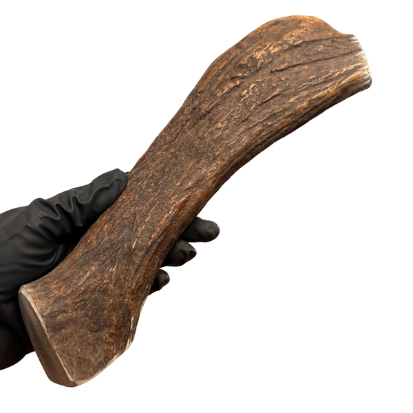 10" Thick Moose Tine (Strong Chewers)