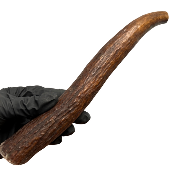 10" Moose Tine (Strong Chewers)