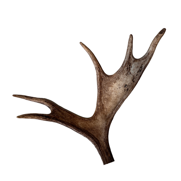 Medium Whole Moose Antler (no burr)