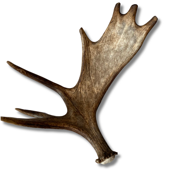 XL Whole Young Moose