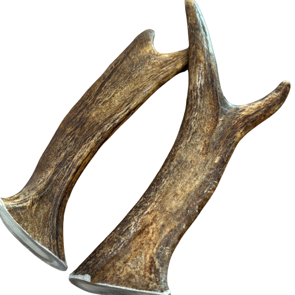 12" XL Moose Forks (Strong Chewers/2 Pack)