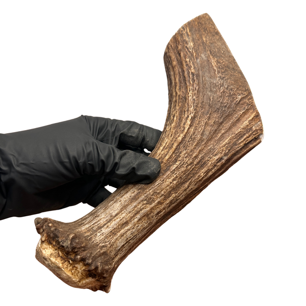 9.5" Large Moose Base (Strong Chewers)