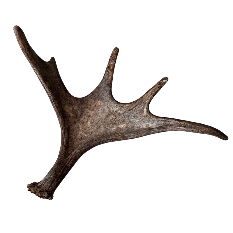 Large Whole Moose Antler