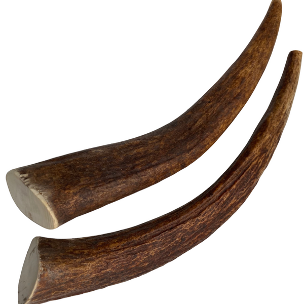 12" XL Moose Tines (Strong Chewers/2 Pack)