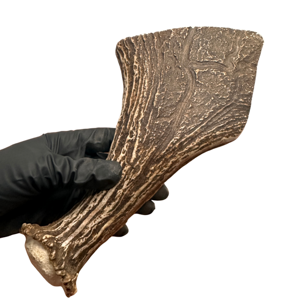 Large Moose Base (Strong Chewers)