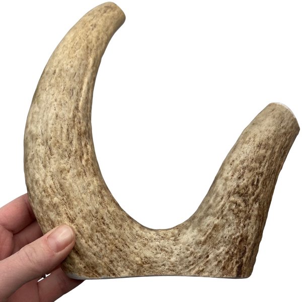 9.5" Moose Fork (Strong Chewers)