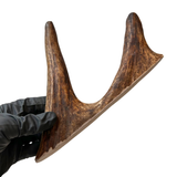 Moose Paddle + Tines (Medium-high Density)