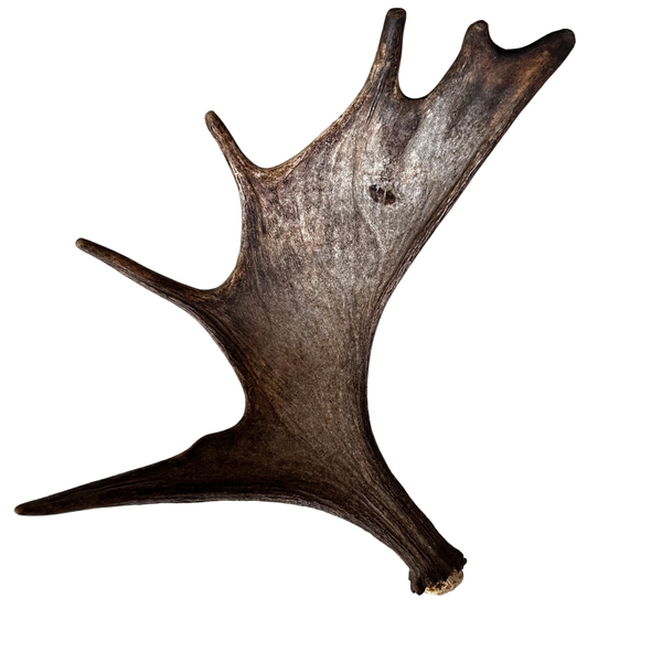 Large Whole Moose Antler