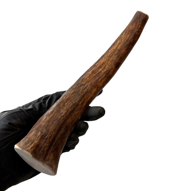 8.5" Moose Tine (Stronger Chewers)