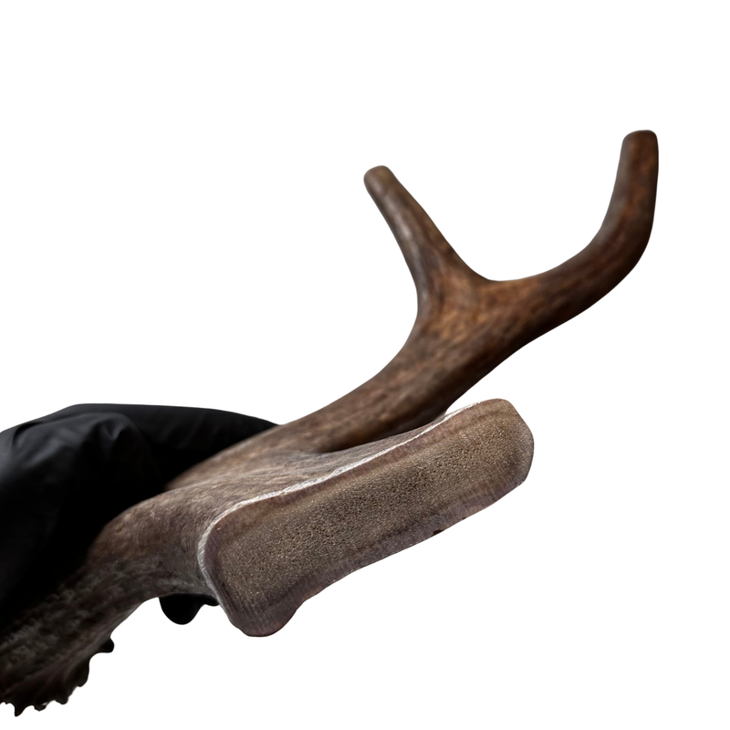 16" XL Moose Base + Fork (Strong Chewers)