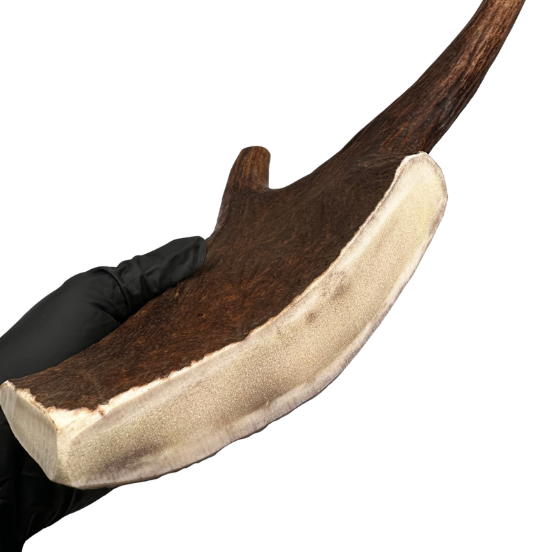 15.75" XXL Moose Claw (Medium-high density)