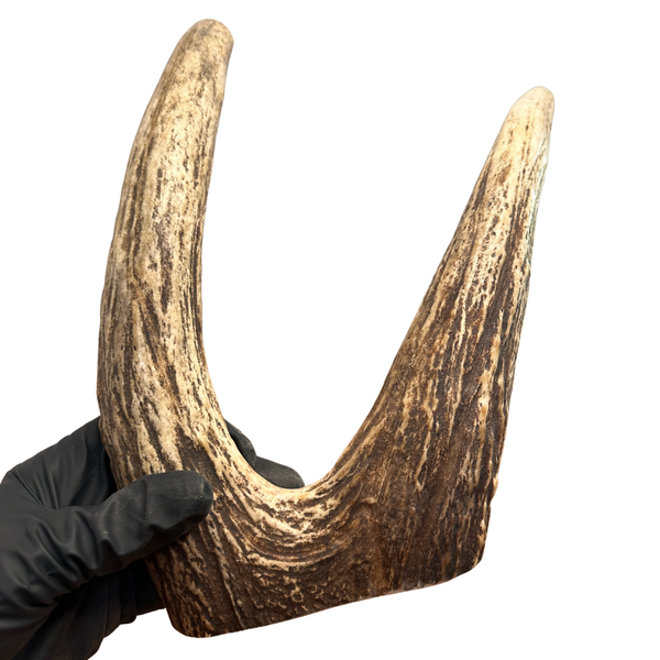 10.5" Large Moose Fork (Strong Chewers)