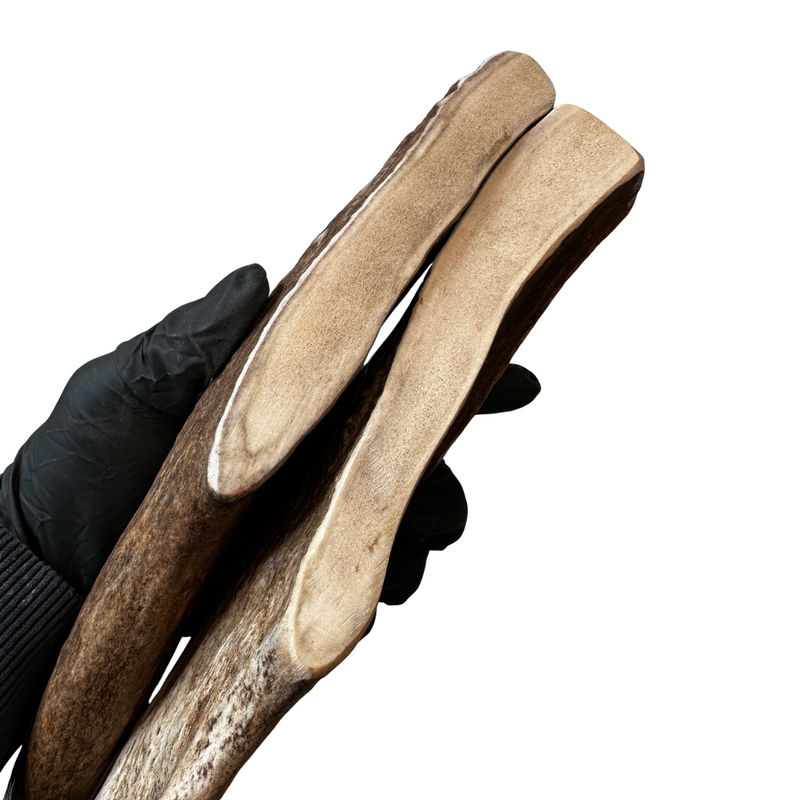 11" Large Partial Split Moose Tines (Medium-high Density/2 Pack)