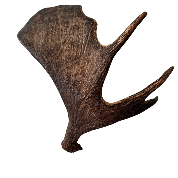 Large Whole Moose Antler