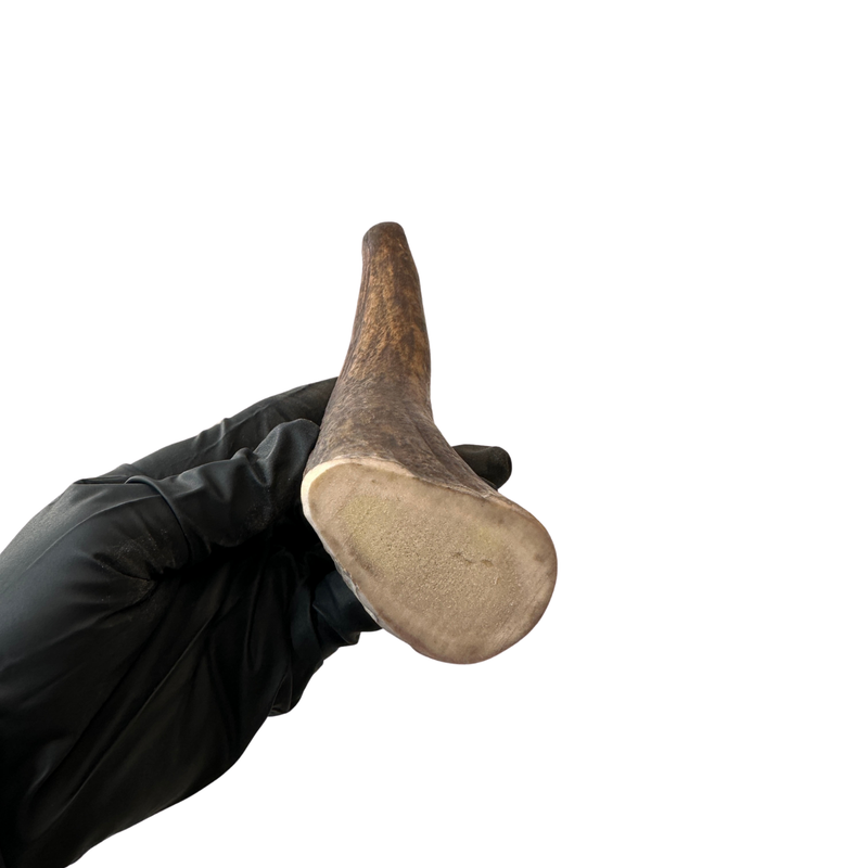 8.5" Moose Tine (Stronger Chewers)