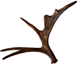 Large Whole Moose Antler