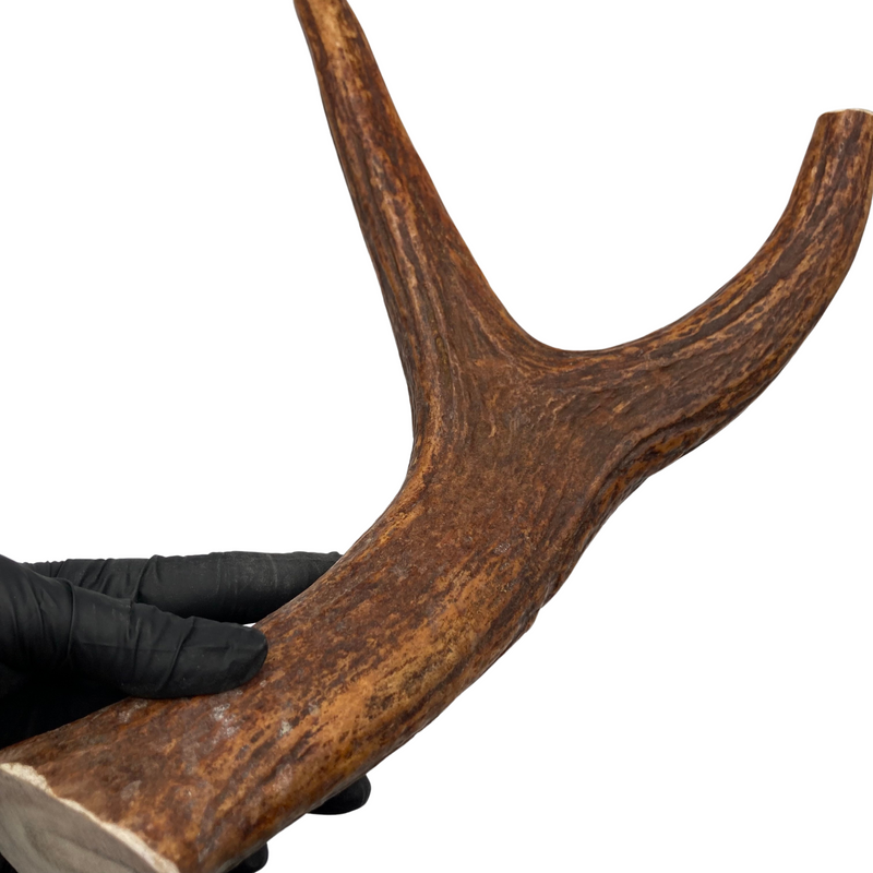 14" XL Moose Fork (Strong Chewers)