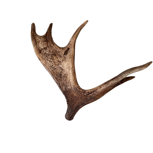 Medium Whole Moose Antler (no burr)
