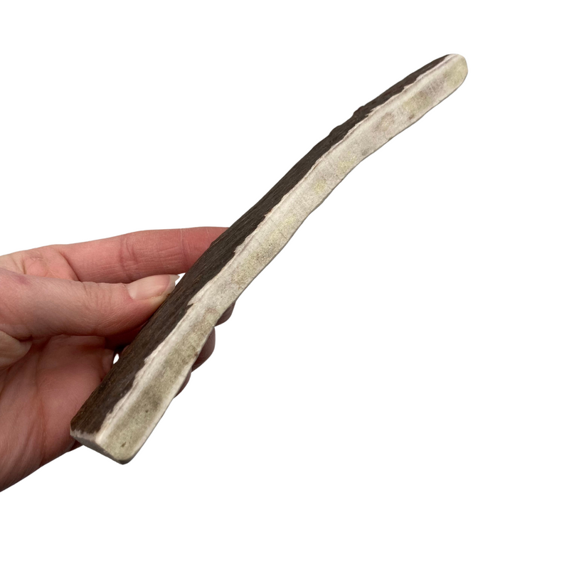 Thinner Moose Paddle (Exposed marrow 4 sides/Medium density)