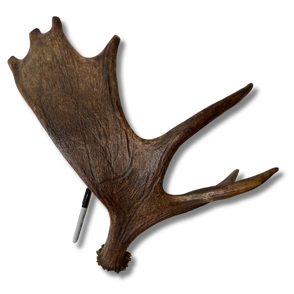 XL Whole Young Moose