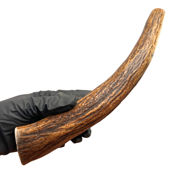 11" Moose Tine (Strong Chewers)