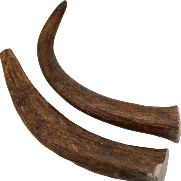 12" XL Moose Tines (Strong Chewers/2 Pack)