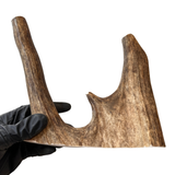 Larger Moose End (Medium Density)
