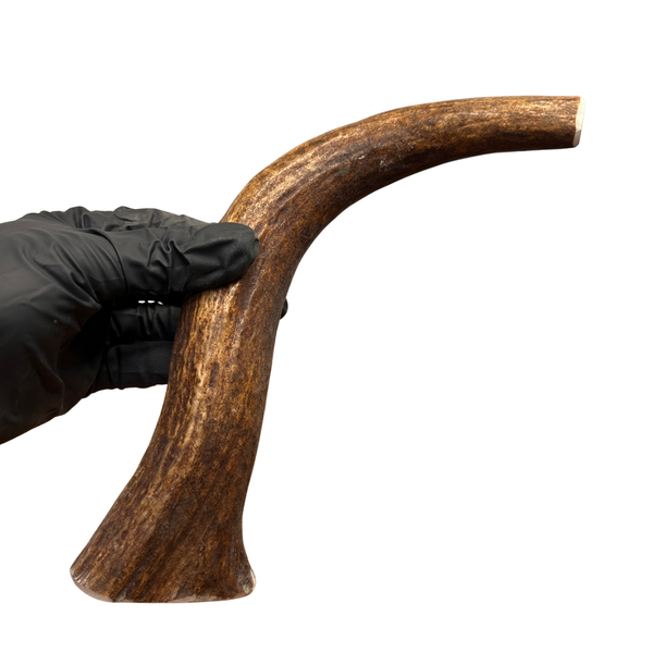10.5" Moose Tine (Strong Chewers)