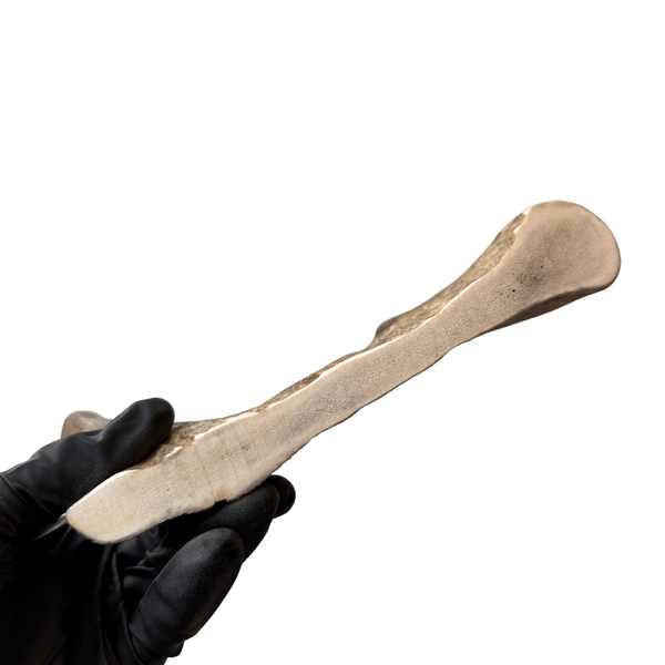 Larger Moose End (Medium Density)