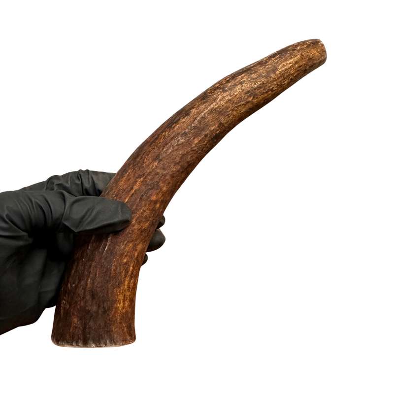 10.5" Moose Tine (Strong Chewers)