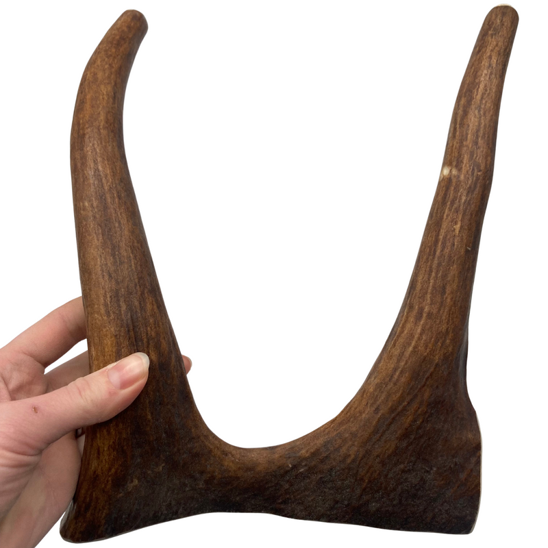 XL Moose Tines (Strong Chewers)