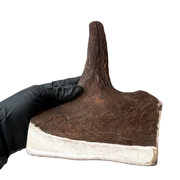 10.25" Large Thick Moose Paddle (Medium-high density)