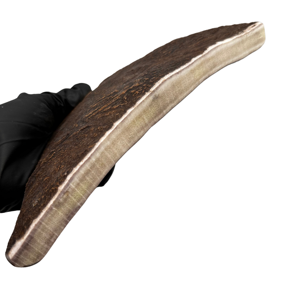 Large Moose Paddle (Medium-high Density)