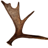 XL Whole Moose Antler