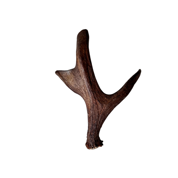 Medium Whole Moose Antler