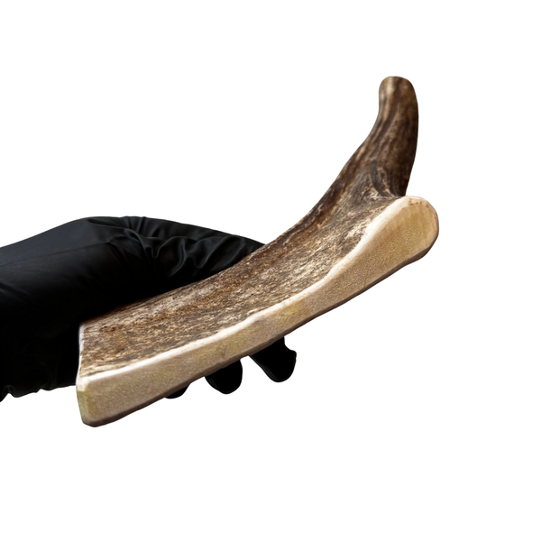 11" Moose Paddle + Tine (Medium-high Density)