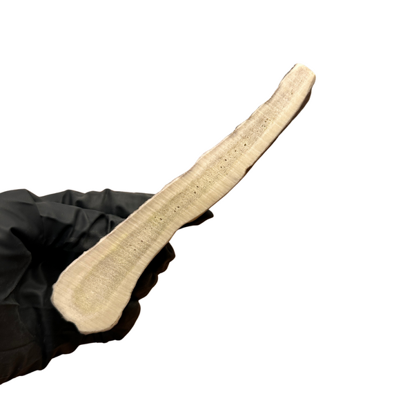 Small Moose Paddle (Medium-high Density)