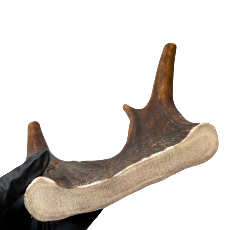 Large Moose Claw (Stronger Chewers)