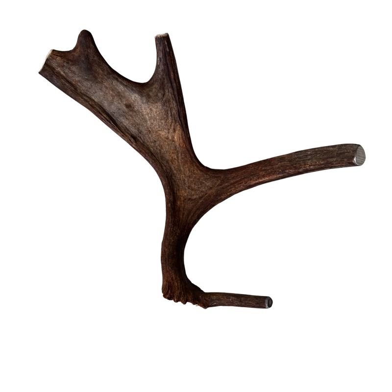 Medium Whole Moose Antler