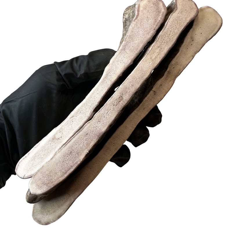 7" Moose Slices (Medium Density/3 Pack)