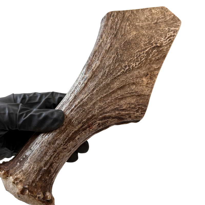 Large Moose Base (Strong Chewers)